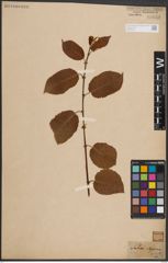 Foto von Salix caprea L.